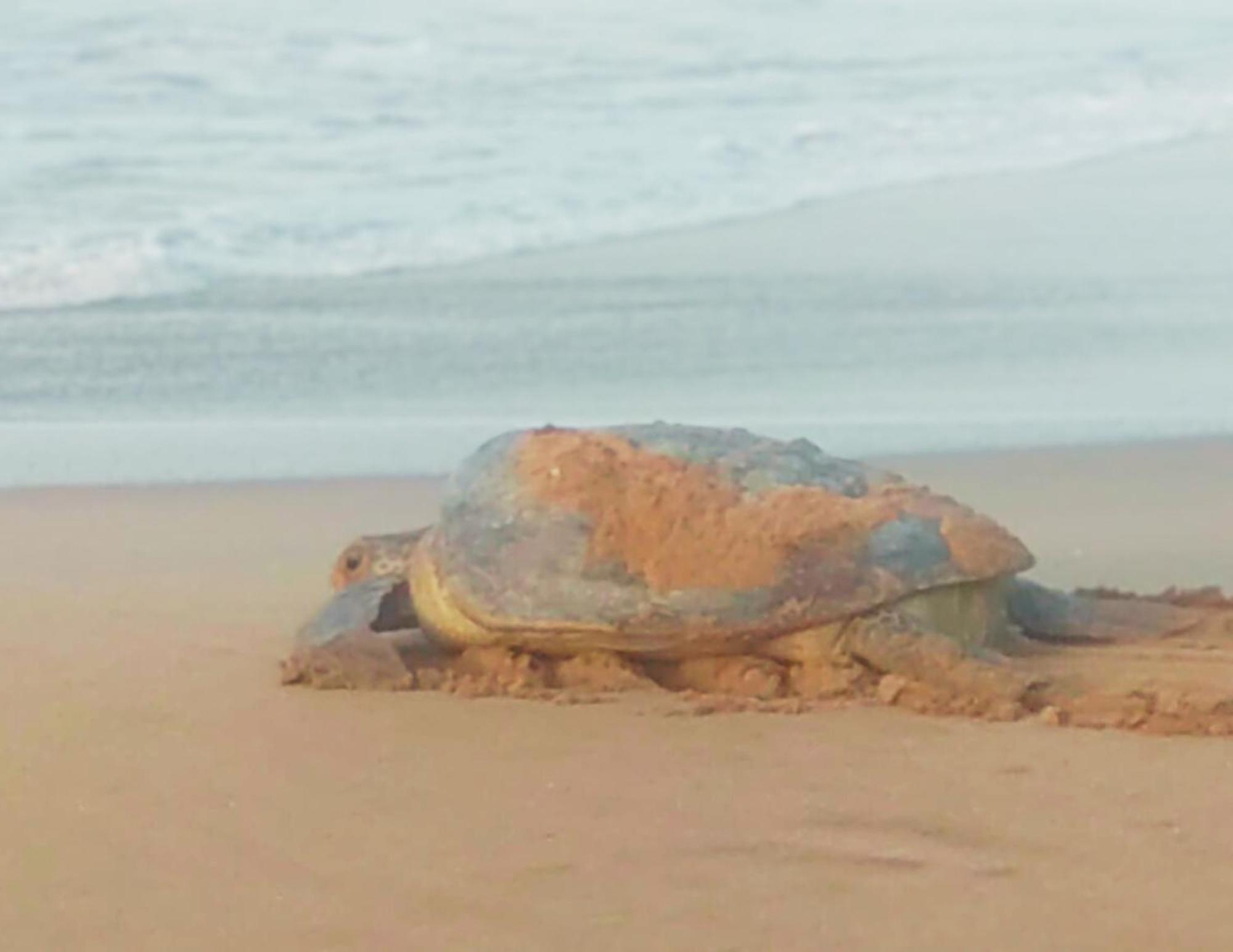 Amour At Turtle Beach Tangalle Extérieur photo